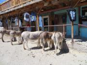 Oatman (10).JPG